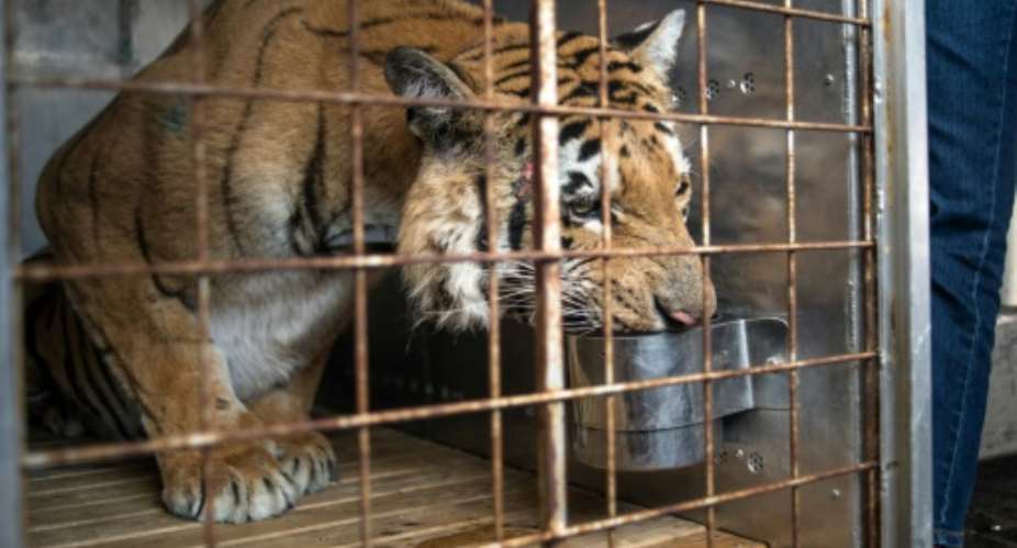 Laziz, Gaza's last tiger from the Khan Yunis zoo, waits in a cage at the OR Tambo international airport in Johannesburg, on August 25, 2016, before to be transported to the Big Cat Sanctuary Lionsrock in South Africa.  By Mujahid Safodien AFP