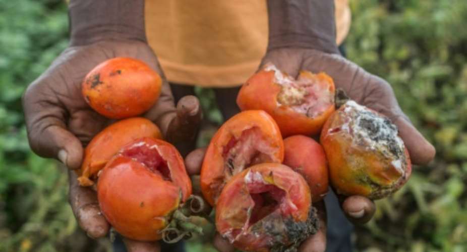 Left to rot: Part of a tomato harvest that a Benin farmer had grown for sale in Nigeria.  By Yannick FOLY AFP