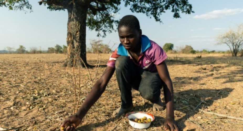Leon Kufakunesu gathers jackalberry fruit onto a plate which his mother has resorted to serving the family as a midday meal.  By Jekesai NJIKIZANA AFPFile