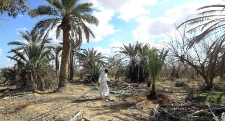 Libyan farmer Mahmoud Abou al-Habel waters surviving palm trees after he returned to his damaged farm in Tawergha, seven years after fleeing.  By Mahmud TURKIA AFP