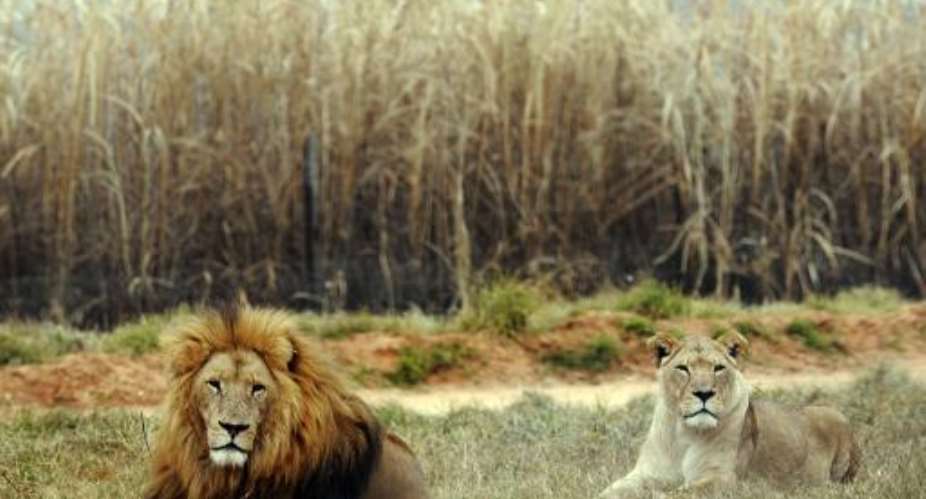 A lion and a lioness rest at Lion Park, near Pretoria, on June 29, 2010.  By Daniel Garcia AFPFile