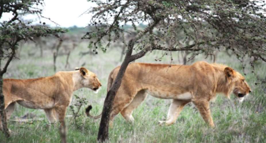 Lions in the Kenya savannah learned to live with an invasive ant.  By Todd Palmer (AFP)