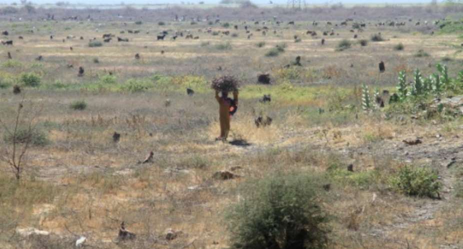 Little is left of the once sprawling acacia forest south of Sudans capital.  By Ebrahim Hamid (AFP)