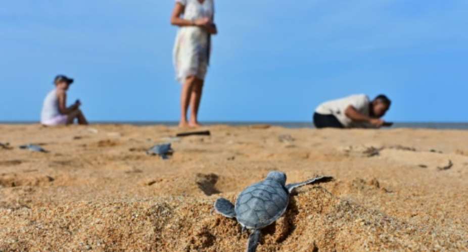 Locals fear a planned coal-fired plant threatens the pristine beauty of Kenya's Lamu archipelago, home to five species of threatened turtles.  By TONY KARUMBA AFP