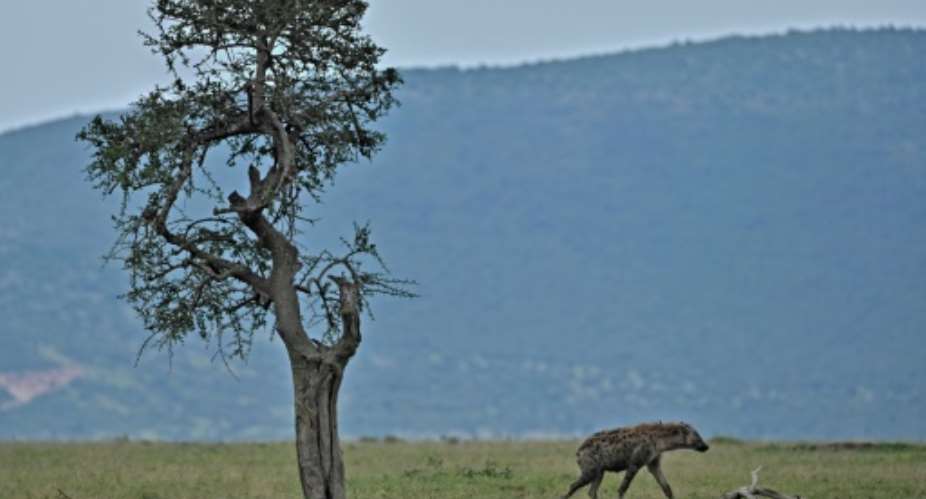 Maasai Mara's entire reserve model is under threat.  By Tony Karumba AFP