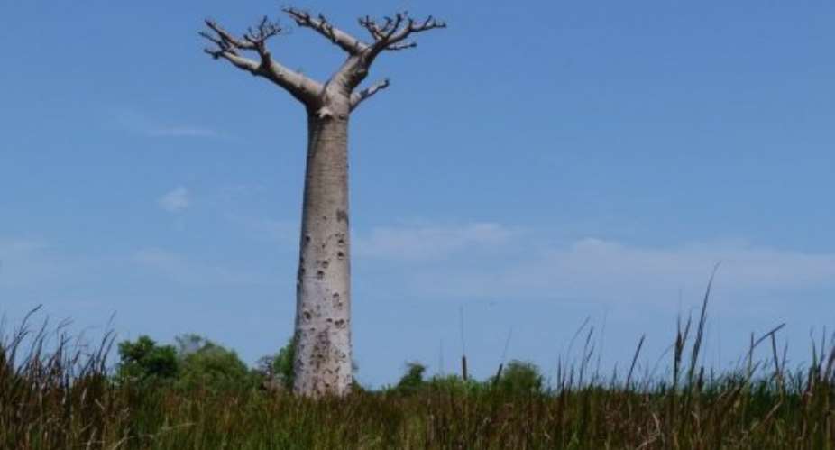 The site was restored through active conservation efforts.  By Aline Ranaivoson (AFP/File)