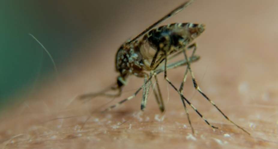 Malaria, which is spread to people through the bites of infected female mosquitoes, is one of the world's deadliest diseases.  By PHILIPPE HUGUEN AFPFile