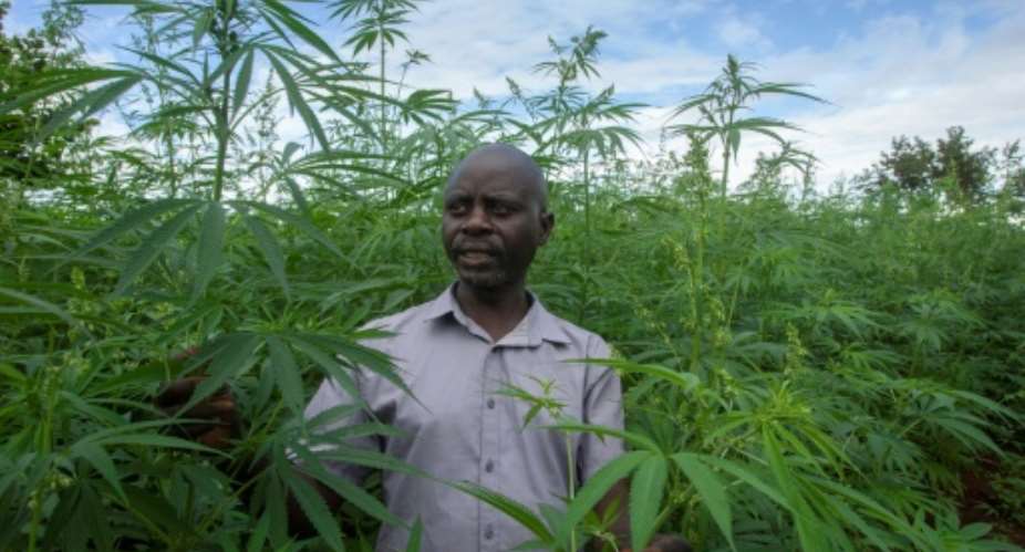 Malawi legalised cannabis farming for medicinal and industrial use in February 2020.  By Amos Gumulira AFP