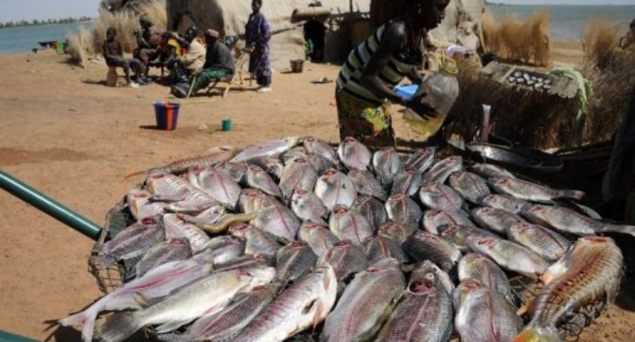 A girl prepares fresh-caught fishes on the bank of the Niger river, near Timbuktu, on February 4, 2013.  By Pascal Guyot (AFP/File)