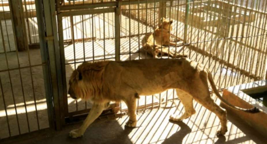 Malnourished lion and lioness rest in their cages after receiving  treatment at Al-Qurashi Family Park in the Sudanese capital Khartoum.  By ASHRAF SHAZLY AFP