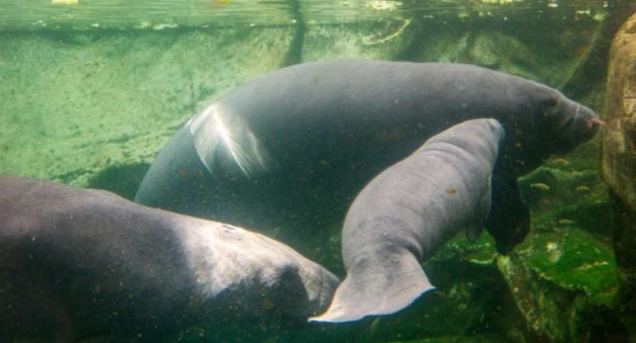 Manatees, seen here in captivity in France, are often hunted in the poor Niger Delta region.  By GUILLAUME SOUVANT AFP