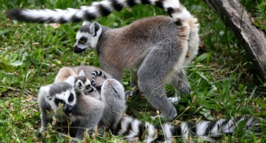 Many Madagascan species are under threat, like these ring-tailed lemurs in a Paris zoo.  By FRANCK FIFE AFP