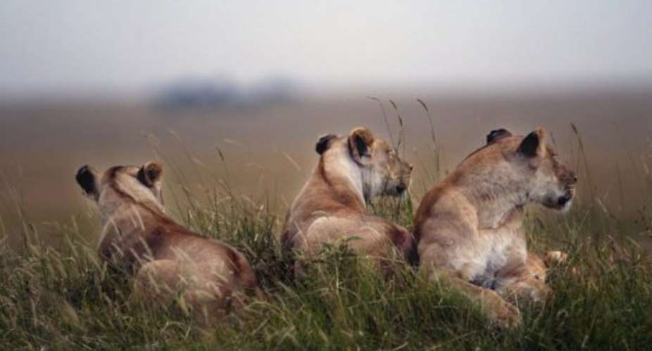 Lionesses rest in the bushes of the Masai-Mara Game reserve in Kenya.  By Marco Longari AFP