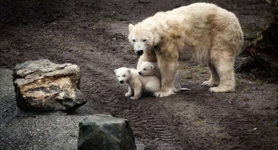 Polar bear cubs with their mother Huggies in the Ouwehands Dierenpark zoo in Rhenen on February 29, 2012.  By Erik van 't Woud ANPAFPFile