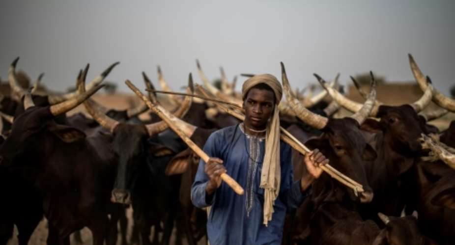 Migratory herders in the Sahel move their cattle to the best sites for seasonal grazing -- an age-old tradition that often leads to conflict with sedentary farmers.  By Marco LONGARI AFP