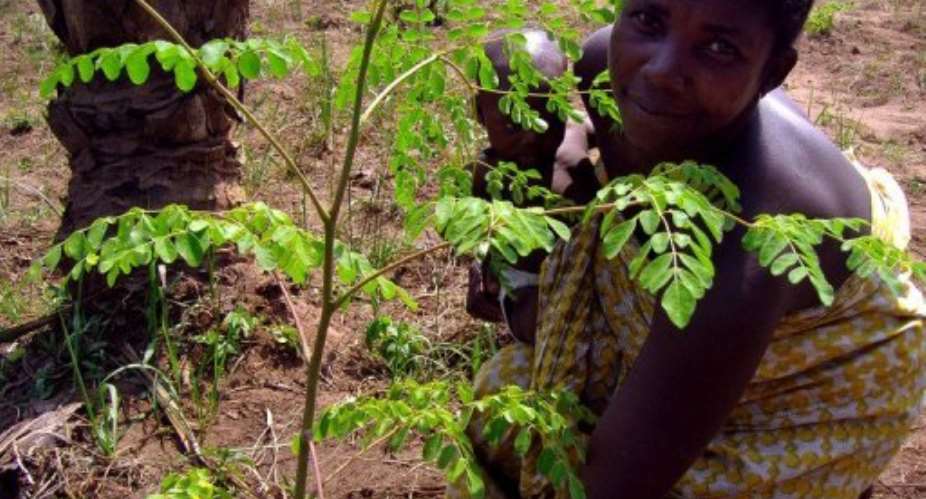 'Miracle' plant boosting health in Sierra Leone