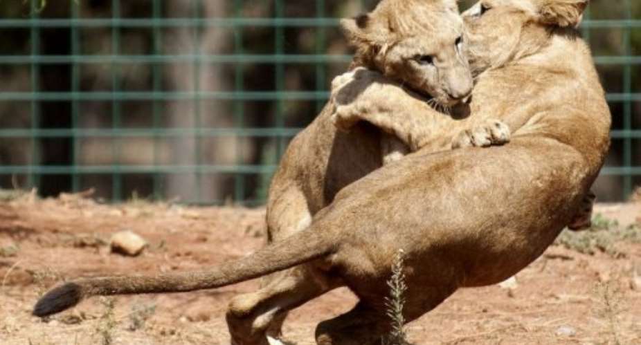 morocco's Rabat zoo is home to 32 Atlas lions, half the number of the almost extinct subspecies.  By Fadel Senna AFPFile