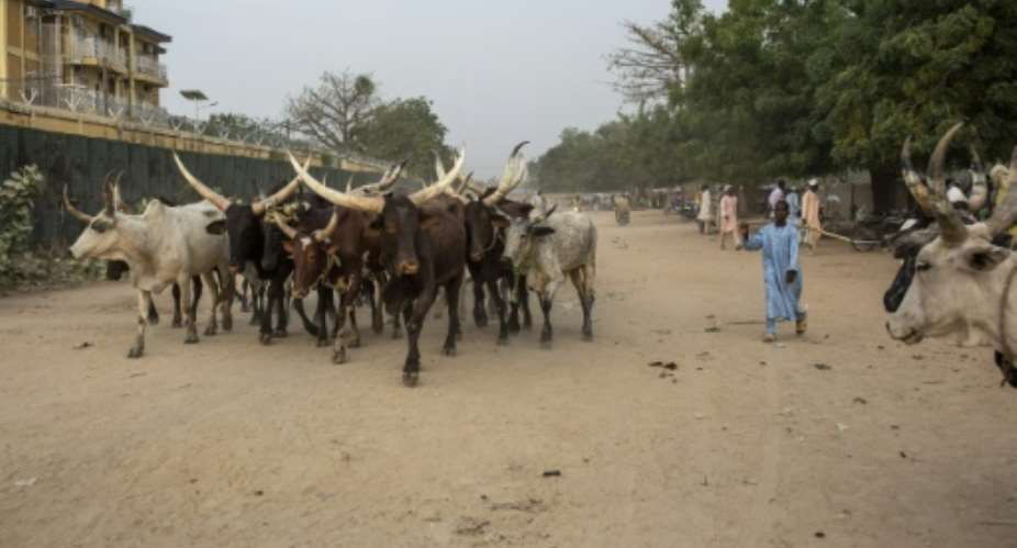 Most of Cameroon's cattle is raised in the heavily populated Far North region.  By patrick meinhardt AFPFile
