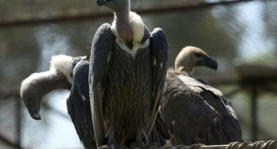 Most of the birds that died were white-backed vultures, which are listed as critically endangered.  By ARIF ALI AFPFile