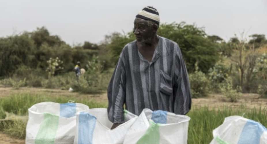 Moussa Ndiaye harvested some 20 sacks of rice from his paddy, which was part of a study on rice, fish and the parasitic disease schistosomiasis.  By PATRICK MEINHARDT (AFP)