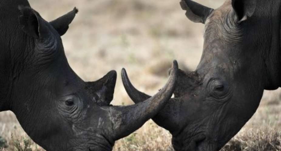 Mozambique is worried by the rise in poaching linked to international crime syndicates.  By Roberto Schmidt (AFP/File)
