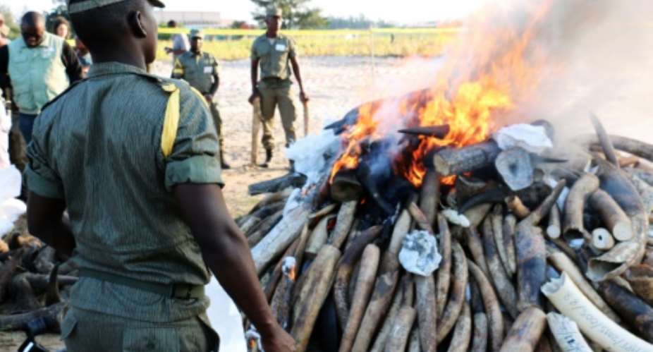 Mozambican authorities stand near a burning pile of ivory and rhino horns in Maputo on July 6, 2015.  By Adrien Barbier AFP