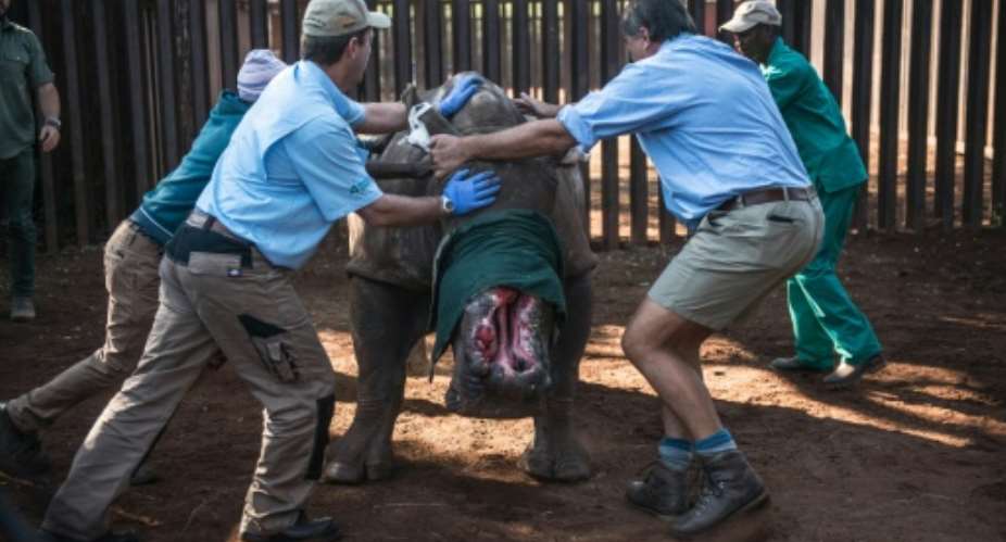 Veterinarians try to control Hope the rhino before they treat her after she was left with gaping wounds by poachers who hacked off her horns.  By Mujahid Safodien AFPFile
