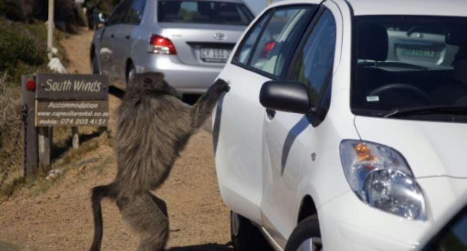 My other car's a Ferrari: A baboon at the Cape Point National Park, on the outskirts of Cape Town, opens a car door in search of food.  By GIANLUIGI GUERCIA AFP