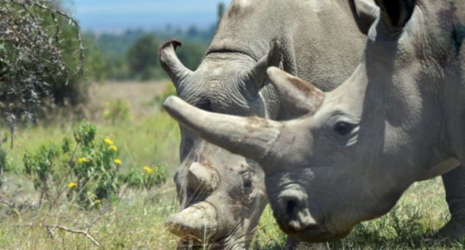 Najin (background) and her offspring Fatu, are the last two northern white rhinos left on the planet.  By TONY KARUMBA (AFP/File)