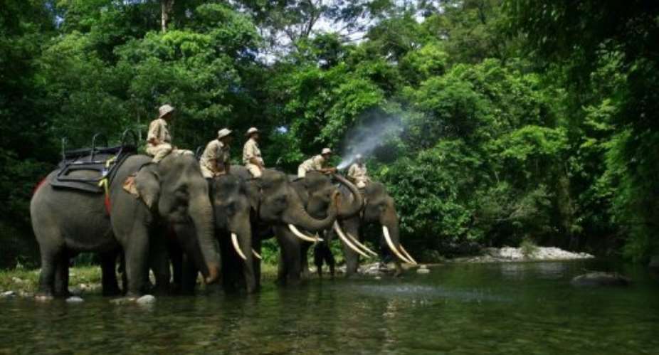 Forest rangers patrol with elephants as part of a campaign against illegal logging in Jantho, Indonesia on May 21, 2010.  By Suparta AFPFile