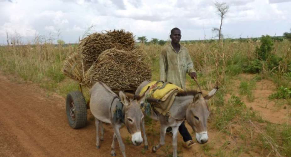 Niger has a population of more than 1.5 million donkeys.  By BOUREIMA HAMA AFPFile