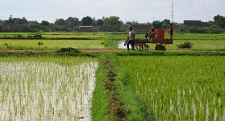 Niger is a key regional supplier of cereals including rice.  By - (AFP)