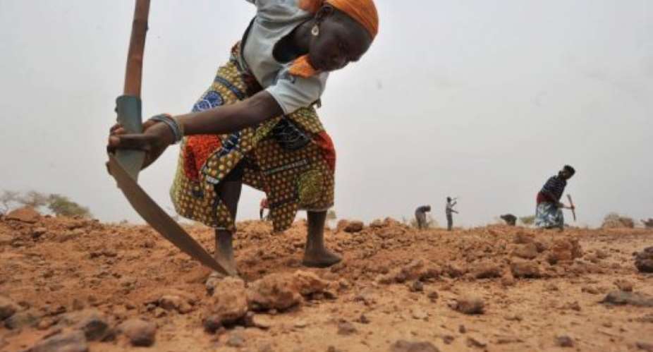A young woman works the stony soil to dig holes shaped like half-moons, three metres wide and 50 centimetres deep.  By Issouf Sanogo AFPFile