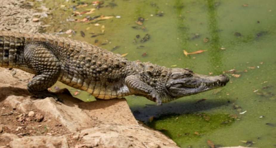 Nile crocodiles like the one seen here were among the animals that escaped.  By ASHRAF SHAZLY AFP