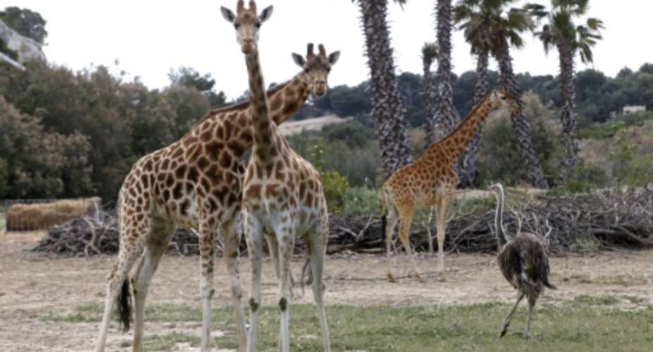 One of the most under-studied large mammals in Africa, research has shown the giraffe has silently been going extinct.  By Raymond Roig (AFP/File)