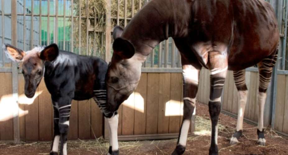 Only 30,000 okapi are left in the wild, say conservationists. Pictured: a baby named Mbuti, born in a zoo in Beauvais, France, in 2013.  By ALAIN JOCARD AFPFile