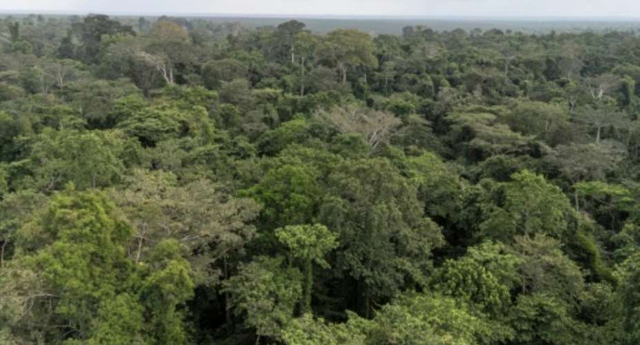 Only 40 elephants are thought to live in Nigerias Okomu forest, as their population has collapsed across the country.  By John OKUNYOMIH (AFP)