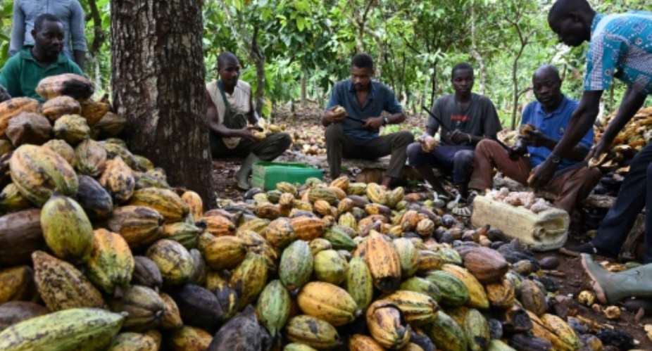 Organic cocoa farming in M'Brimbo, a village in central Ivory Coast, is prospering.  By Issouf SANOGO AFP