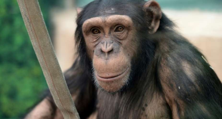 Our simulations... suggest that anthrax-induced mortality will result in deterministic population declines and possible extirpation of TNP chimpanzees over the next 150 years, a team wrote in the journal Nature.  By GUILLAUME SOUVANT AFPFile