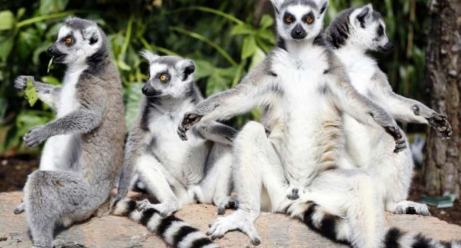 Out of a total of 111 lemur species and subspecies, 105 are under threat, IUCN said.  By BAS CZERWINSKI ANPAFPFile
