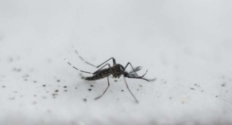 Oxitec has created a so-called friendly mosquito, a genetically modified male.  By Miguel SCHINCARIOL (AFP/File)