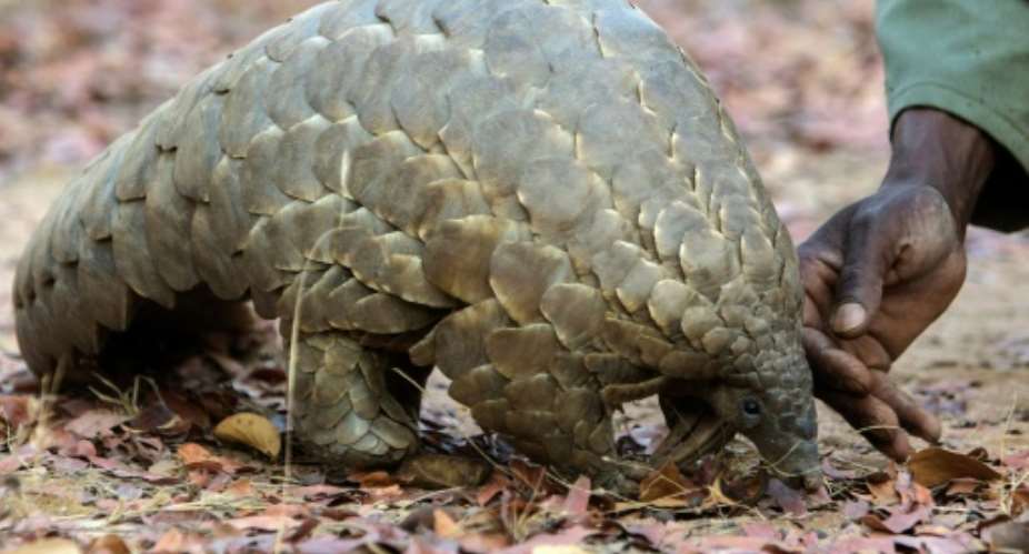 Pangolin scales are widely used in traditional Chinese medicine.  By Jekesai Njikizana AFPFile