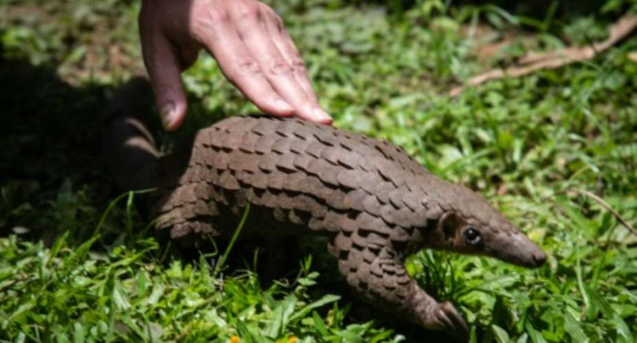 Pangolins are believed to be the world's most-trafficked animal.  By Isaac Kasamani AFP