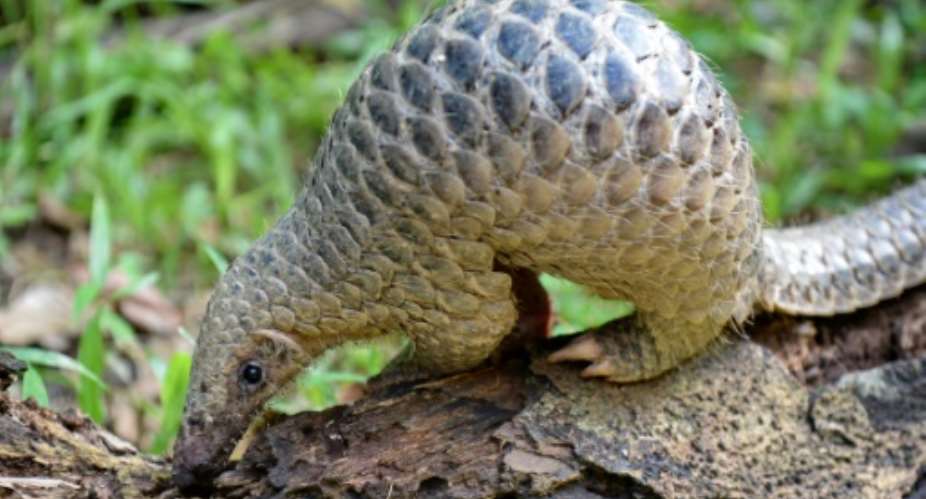 Pangolins are critically endangered and have long been protected, but they are sold in the markets of the capital Libreville and their meat is popular.  By ROSLAN RAHMAN AFPFile