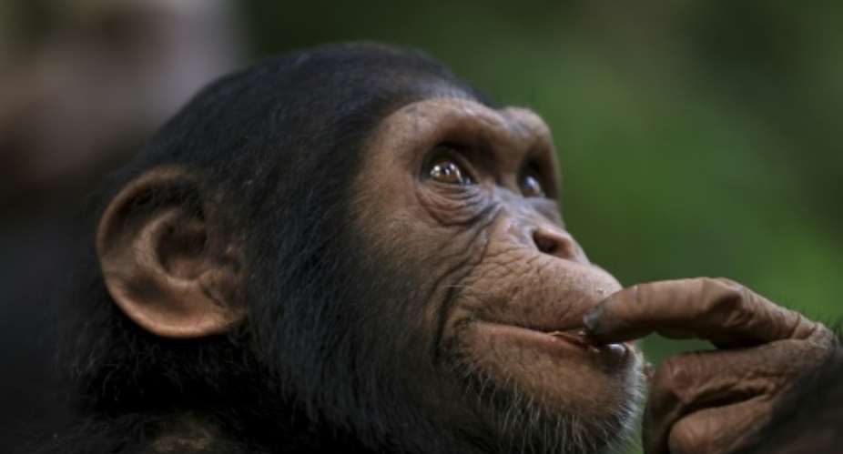 Papaye International offers young chimps a safe home on islands in the Douala-Edea National Park.  By Daniel Beloumou Olomo (AFP)