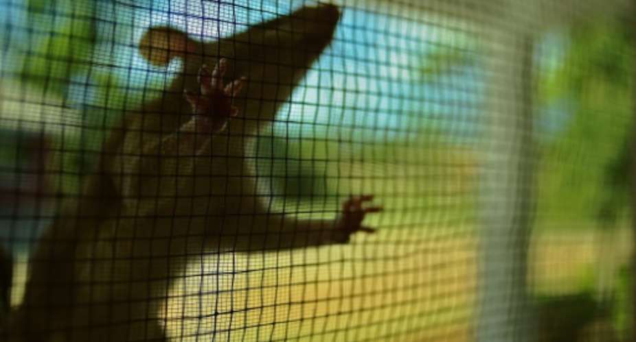 Plague is a highly-infectious disease carried by small mammals like rats which has been been largely wiped out.  By CARL DE SOUZA (AFP/File)