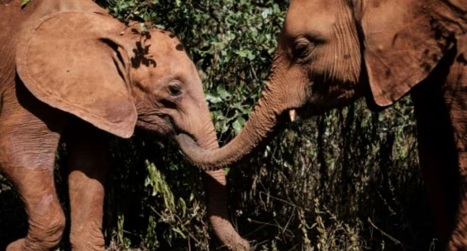 Playmates: Orphaned elephants at the David Sheldrick Wildlife Trust in Nairobi. The nursery has saved and rehabilitated more than 230 baby elephants in 42 years.  By Yasuyoshi CHIBA AFP