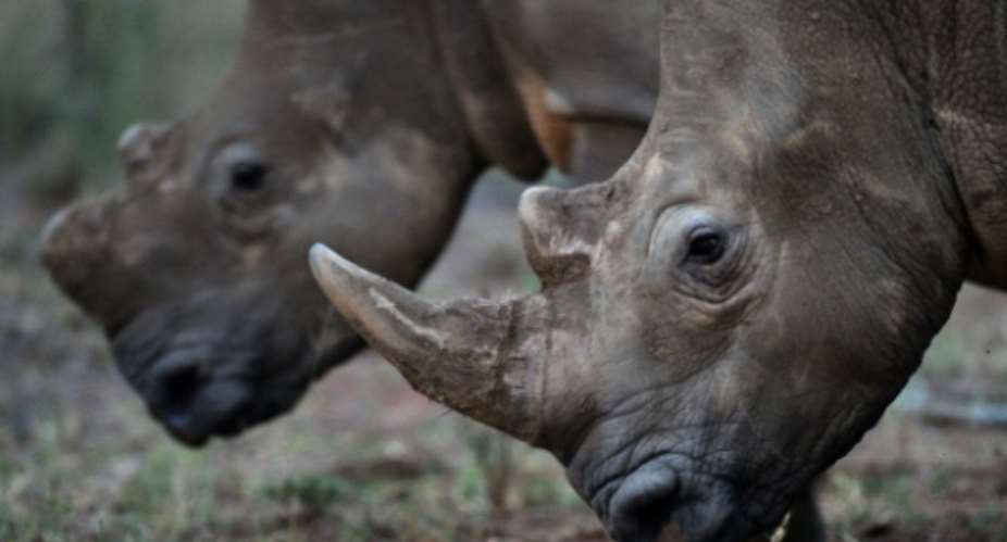 Poachers have killed more than 7,100 rhinos across Africa over the past decade.  By ALEXANDER JOE AFPFile