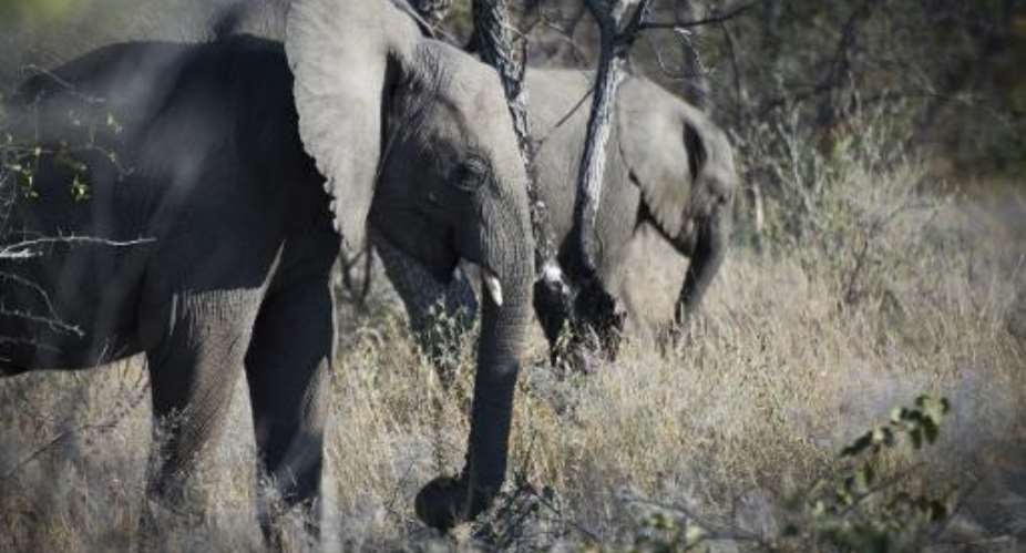 A Mozambique government-backed survey showed a dramatic 48 percent decline in elephant numbers from just over 20,000 to an estimated 10,300, the WCS said in a statement.  By Martin Bureau AFPFile