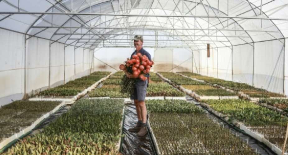 Protea flower grower Nico Thuynsma cultivates the blooms north of Johannesburg, 1,500 km (930 miles) from their natural home at the southern tip of Africa.  By Phill Magakoe (AFP)